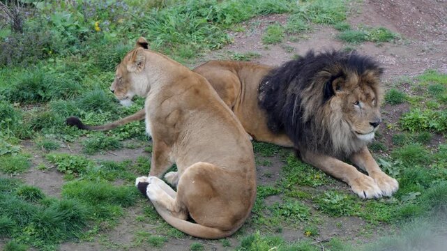 Lions Resting Together on Grass Slope inside Pairi Daiza Zoo Belgium High Angle View