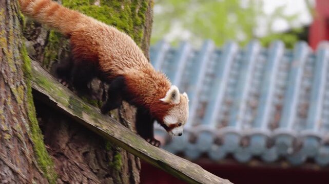 Red panda climbing on a mossy tree trunk in its lush habitat at Pairi Daiza Zoo in Belgium. The small mammal is captured in a natural setting