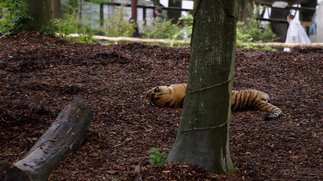 Static shot of a tiger resting on dirt ground beside a large tree trunk.