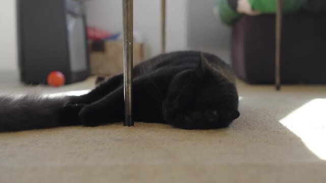 A black cat lying down on the floor falling asleep while looking at the camera, underneath the table indoors, pov shot