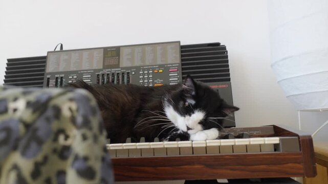 Fluffy black and white cat falling asleep on a vintage piano, POV handheld shot