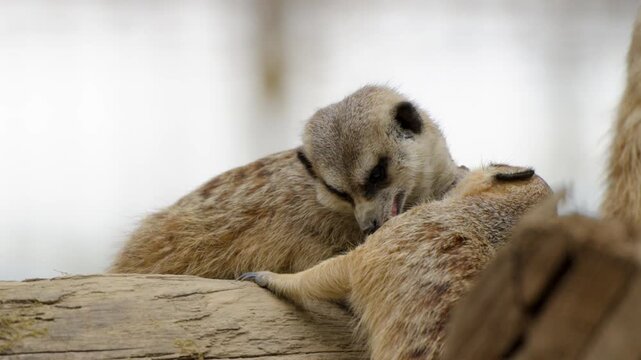 A slow, static shot of two adorable, close-knit meerkats cuddling on a tree stump