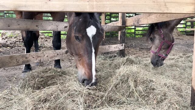 Brown horses eating hay in a wooden pen at the farm