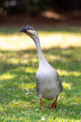 goose  walking in grass © Jon