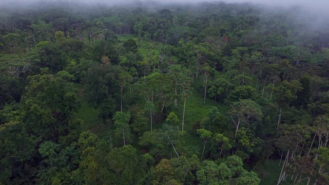 Lush Amazon rainforest canopy with low mist, dense green trees, and remote jungle setting