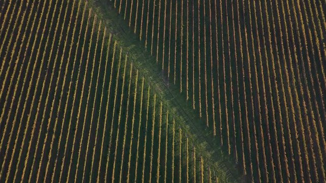 Cinematic drone footage of neatly planted vineyard rows forming abstract patterns in an autumn vineyard near Cromwell, New Zealand.