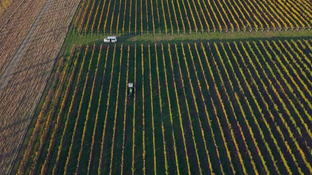 Aerial view of a tractor collecting protective bird netting along vineyard rows, revealing vibrant autumn vines and parallel patterns across the landscape.