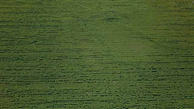 An aerial drone perspective of a vast, expansive field of young green sunflowers growing in uniform rows during summer.