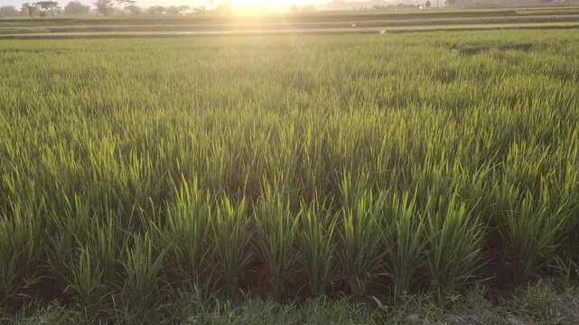 A view of green rice fields with the sunset in the background