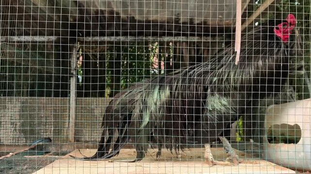 Sumatran chicken in cage