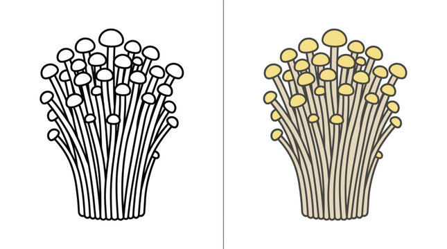 A side by side comparison of a black and white line art drawing and a colored illustration of enoki mushrooms.