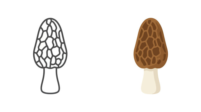 Illustration of a morel mushroom in both line art and colored versions.