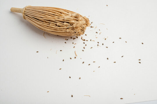 Dried Ammi visnaga Umbel Seedhead with Scattered Seeds on