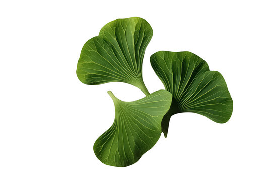 Ginkgo biloba leaves presenting vibrant green colors and distinct fan shapes, a symbol of longevity and ancient botany