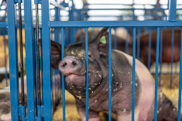 Focus on the snout of a pig in a blue pen at a fair, with other pigs nearby during a livestock event © Lost_in_the_Midwest