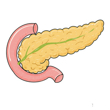 Hand Drawn Human Pancreas Anatomy Illustration