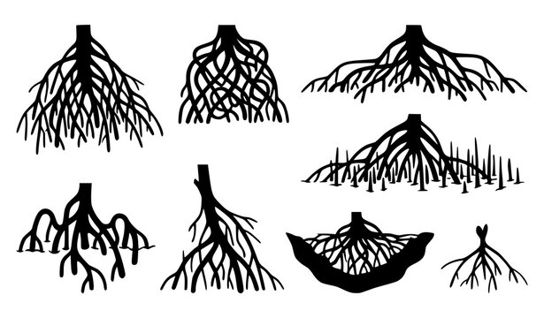 Detailed Tree Root Collection with Exposed Botanical Underground Root System Vector Illustration Set