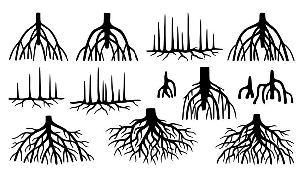 Tree Root System Collection with Underground Botanical Root Structure Hand Drawn Vector Illustration