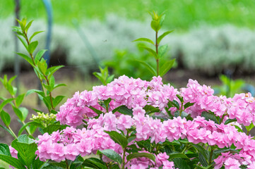 Obraz premium Vibrant pink hydrangea flowers blooming in a garden after early summer rain, close up shot with beautiful natural colors and copy space, perfect for seasonal backgrounds and design projects.