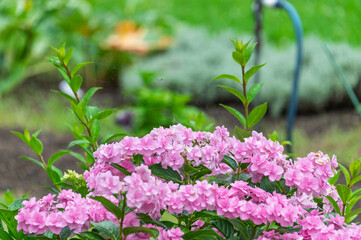 Obraz premium Vibrant pink hydrangea flowers blooming in a garden after early summer rain, glistening with raindrops, close up shot with beautiful natural colors and copy space