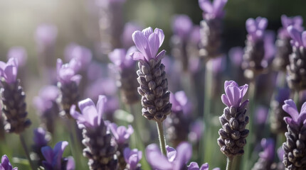 Obraz premium Lavender flower close up, fresh lavender, purple flower, floral macro, soft sunlight