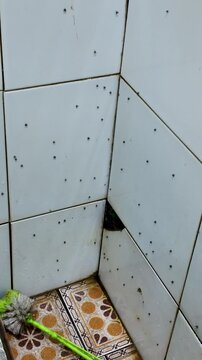 Drain Fly Infestation in Dirty Bathroom Corner, Pest Control and Sanitation