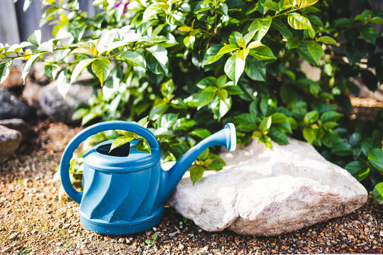 blue watering can beside lush bougainvillea in sunny australian backyard