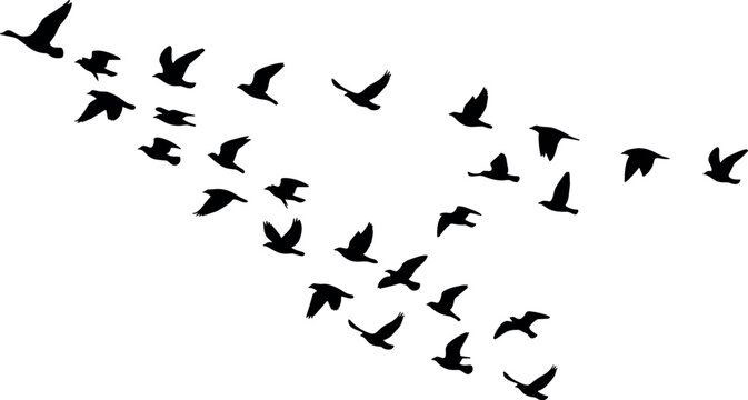 Black Silhouette Flock of Flying Birds in Diagonal Migration Formation for Nature, Freedom, and Wildlife Designs