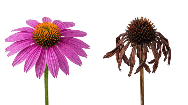 Purple echinacea flower comparison, fresh blooming coneflower and dead wilted blossom, life cycle of medicinal herbs, botanical growth and decay isolated PNG with Transparent Background