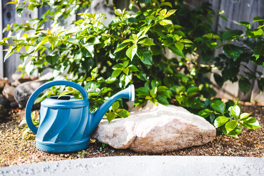 blue watering can beside lush bougainvillea in sunny australian backyard