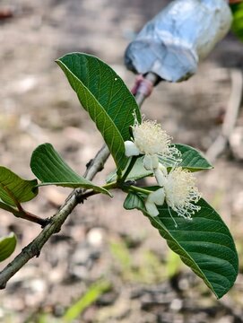 Guava tree propagation using air layering technique and blooming guava flowers in orchard.