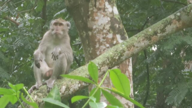 Wild crab eating macaque Macaca fascicularis monkey sitting and resting on a tree branch in a lush green tropical forest environment