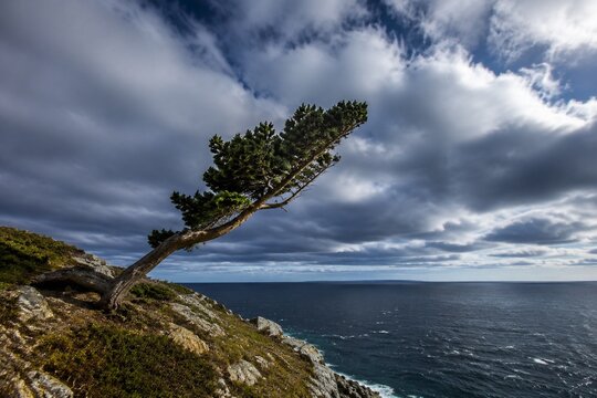 A single tree growing at an angle on a windswept coastal cliff.