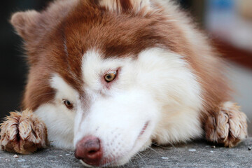 Close up portrait of a cute siberian husky dog lying down on the ground with paws. © Pusit