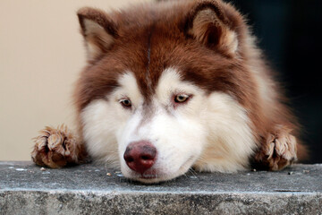 Macro close up of a cute fluffy siberian husky dog resting its chin on a concrete wall. © Pusit