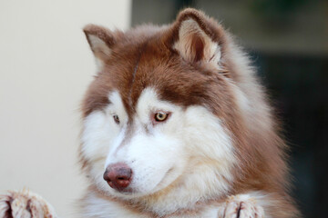 Close up portrait of a beautiful siberian husky dog looking down with soft background. © Pusit