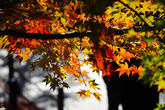 京都の仏教寺院の秋の紅葉した庭