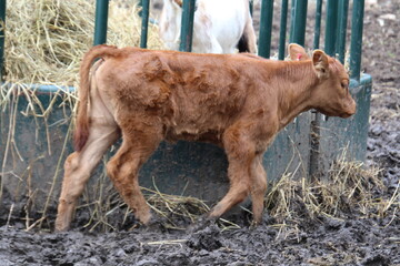 calf in a farm © Michael Mamoon
