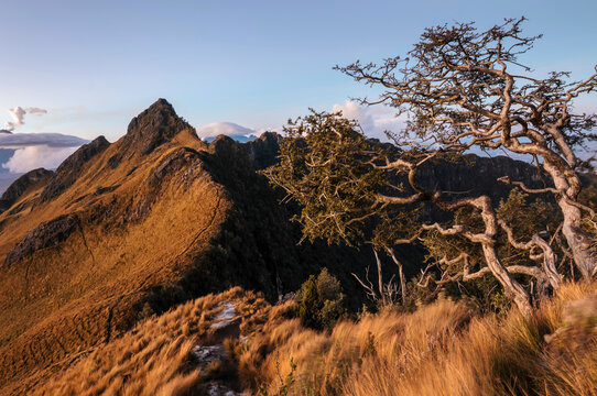 Wind-twisted Polylepis trees on Pasochoa volcano summit at sunrise