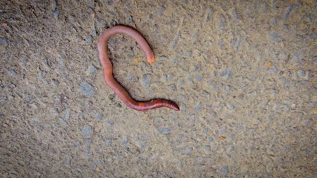 A detailed close-up of an earthworm crawling across concrete and soil, showcasing its segmented, moist body and natural texture while evoking garden ecology, composting, soil aeration and wildlife