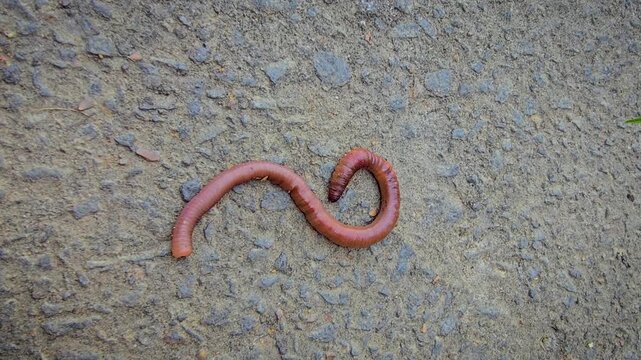 A detailed close-up of an earthworm crawling across concrete and soil, showcasing its segmented, moist body and natural texture while evoking garden ecology, composting, soil aeration and wildlife