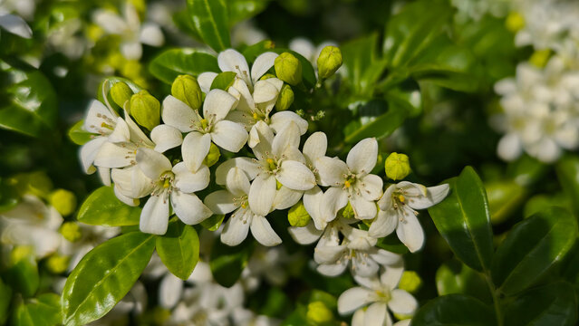 Murraya paniculata, orange jasmine with green leaves background