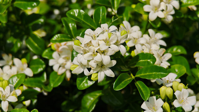 Murraya paniculata, orange jasmine with green leaves background