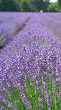 Field of blooming lavender rows under a clear sky, fragrant purple flowers, summer nature background, peaceful atmosphere