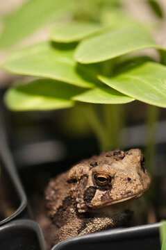 Fowler's toad hiding beneath potted cucmber seedlings. Anaxyrus fowleri (formerly known as Bufo fowleri).  This specie of toad is native to North America