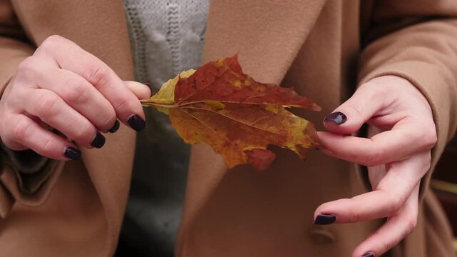 Holding leaves. Autumn season. Female in brown coat touching colorful natural foliage. Hands with manicure caressing plant outdoor.