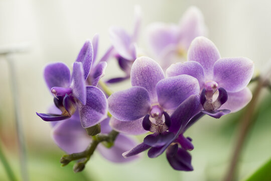 Phalaenopsis Orchid Mituo Special Vivien. Phalaenopsis (Mituo Speciosa x Sogo Vivien 'VQ') AMM54