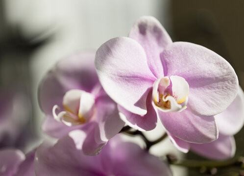 Delicate Pink Flowers of Phalaenopsis Orchid Charming Oriental Beauty '1150'