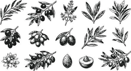 Fototapeta premium Engraving vintage olive branches with fruit and leaves against a white background for botanical illustration