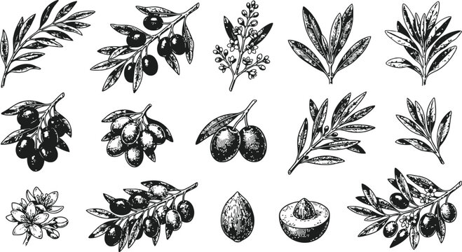 Engraving vintage olive branches with fruit and leaves against a white background for botanical illustration